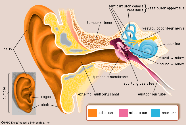 Picture of vestibular system